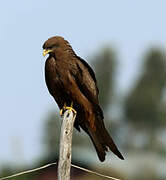 Yellow-billed Kite