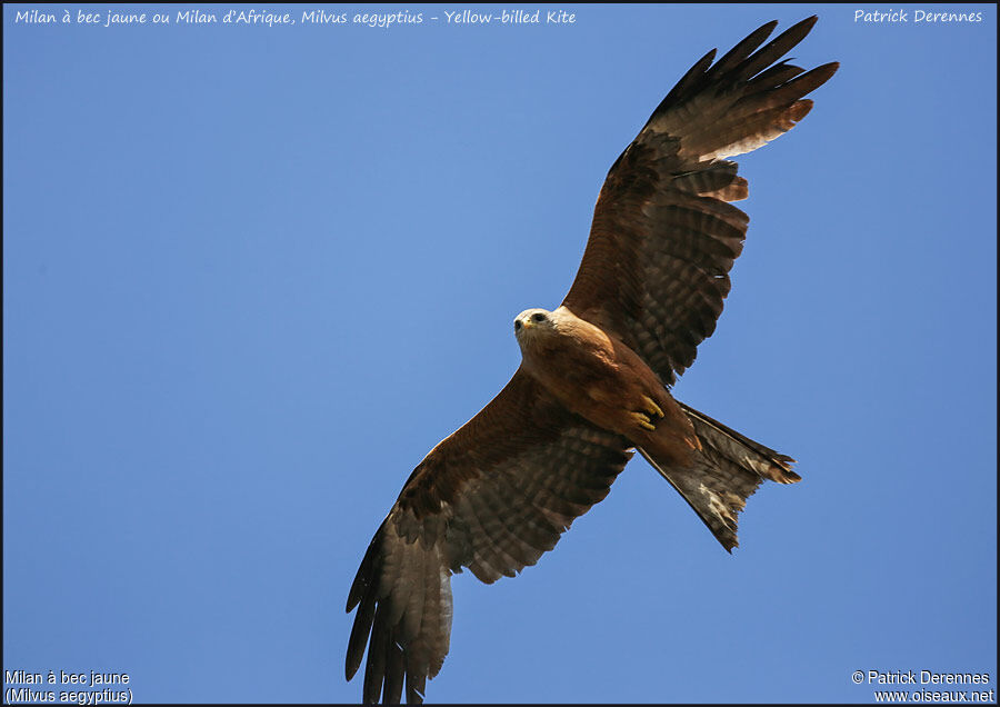 Yellow-billed Kite, Flight