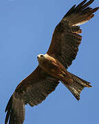 Yellow-billed Kite