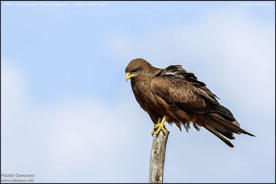 Yellow-billed Kiteadult, identification