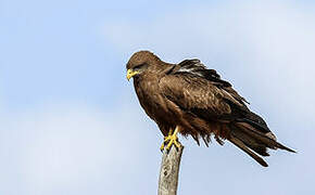 Yellow-billed Kite