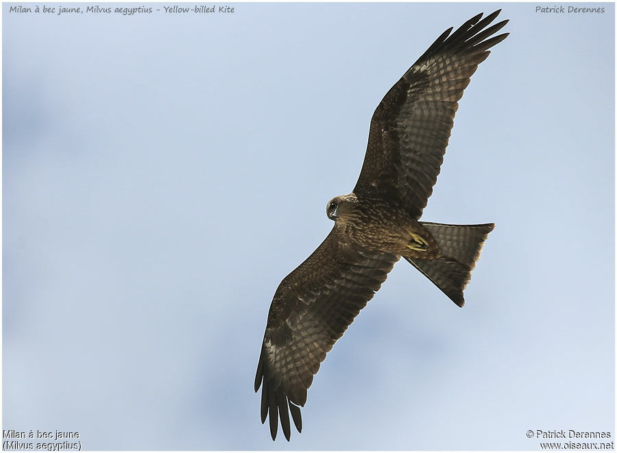 Yellow-billed KiteFirst year, Flight