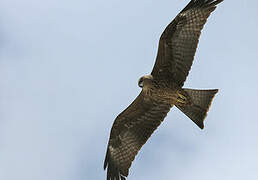 Yellow-billed Kite