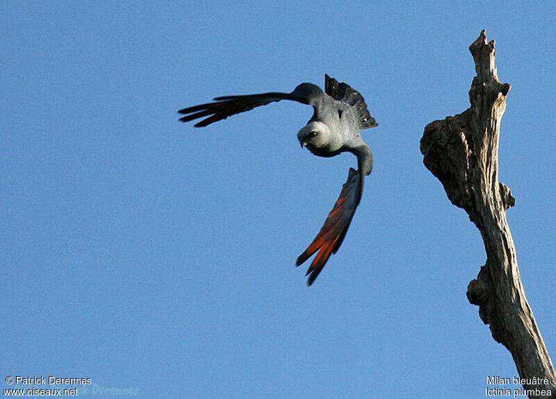 Plumbeous Kiteadult breeding