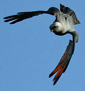 Plumbeous Kite