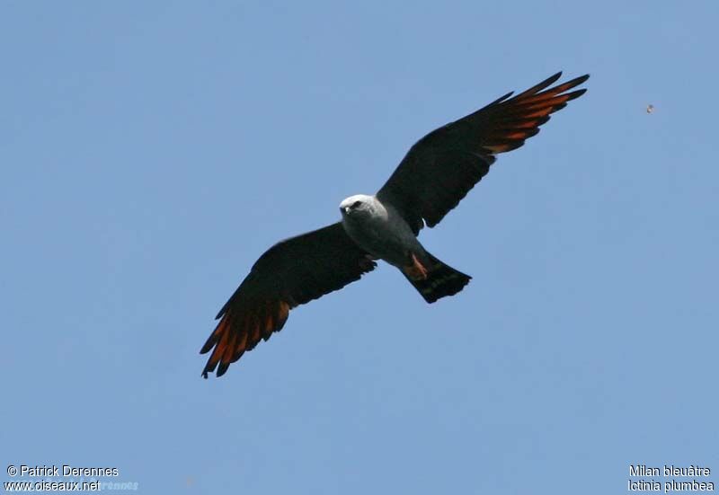 Plumbeous Kiteadult breeding