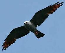 Plumbeous Kite