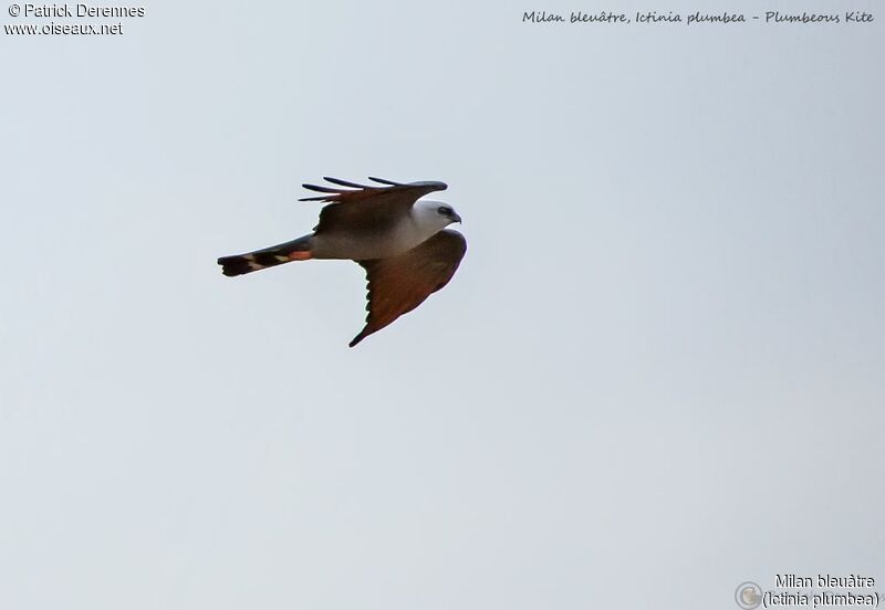 Plumbeous Kite, Flight