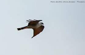 Plumbeous Kite