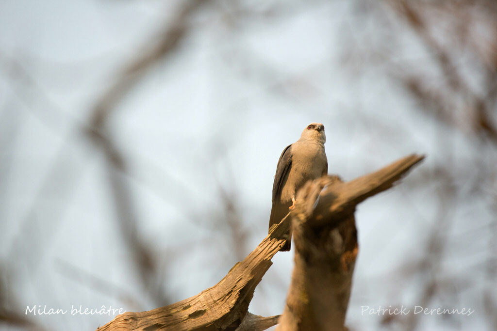 Plumbeous Kite, identification, habitat