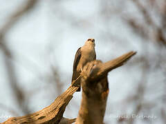 Plumbeous Kite