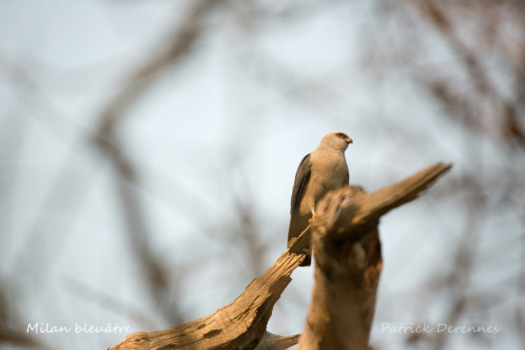 Plumbeous Kite, identification, habitat