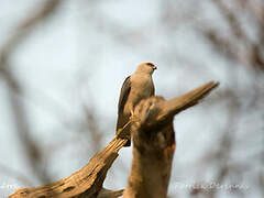 Plumbeous Kite