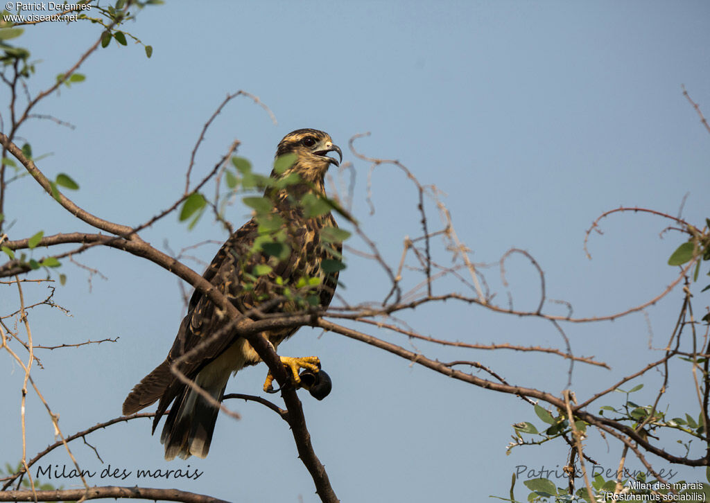 Snail Kite, identification, habitat, feeding habits