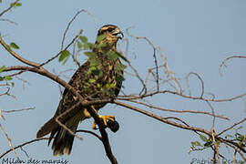 Snail Kite