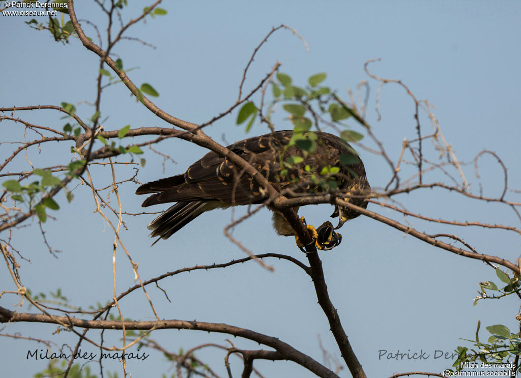 Milan des marais, identification, habitat, régime, mange