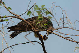 Snail Kite