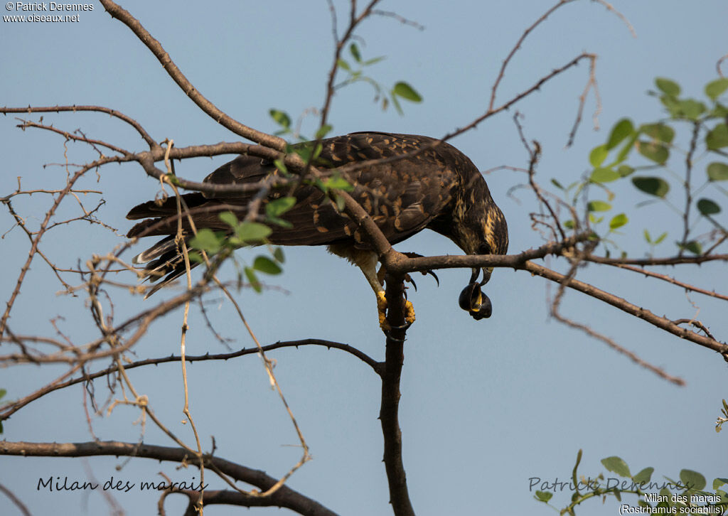 Snail Kite, identification, habitat, feeding habits, eats