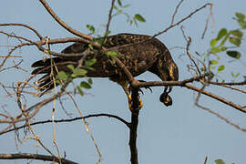 Snail Kite