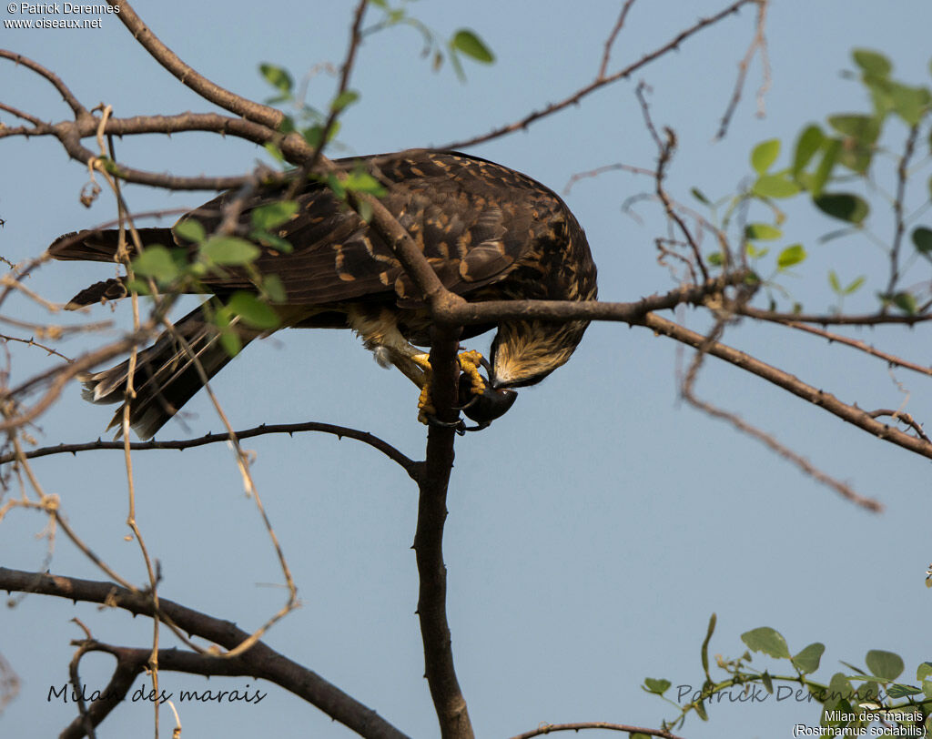 Snail Kite, identification, feeding habits, eats