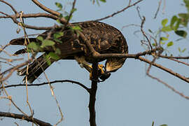 Snail Kite