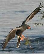 Snail Kite