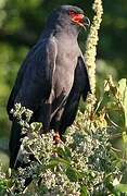 Snail Kite