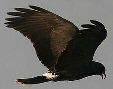 Snail Kite