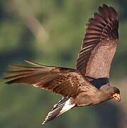 Snail Kite