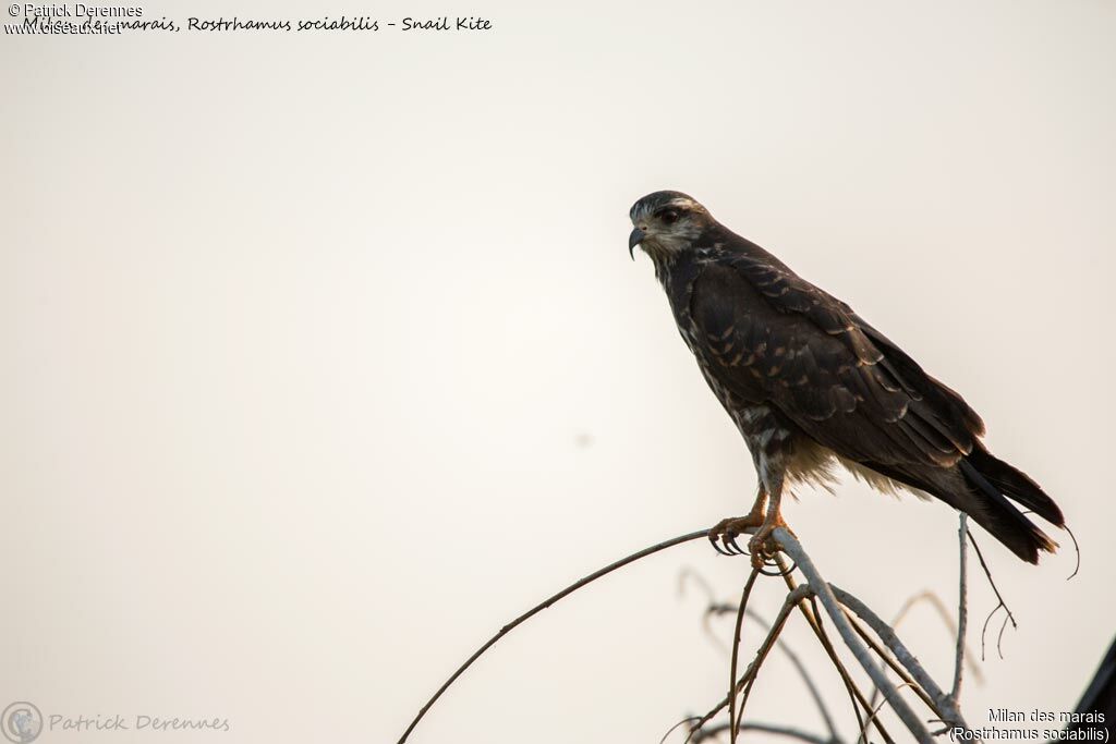 Snail Kite, identification