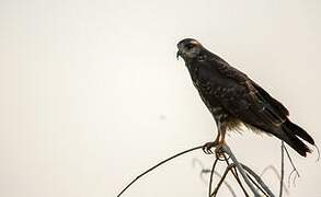 Snail Kite