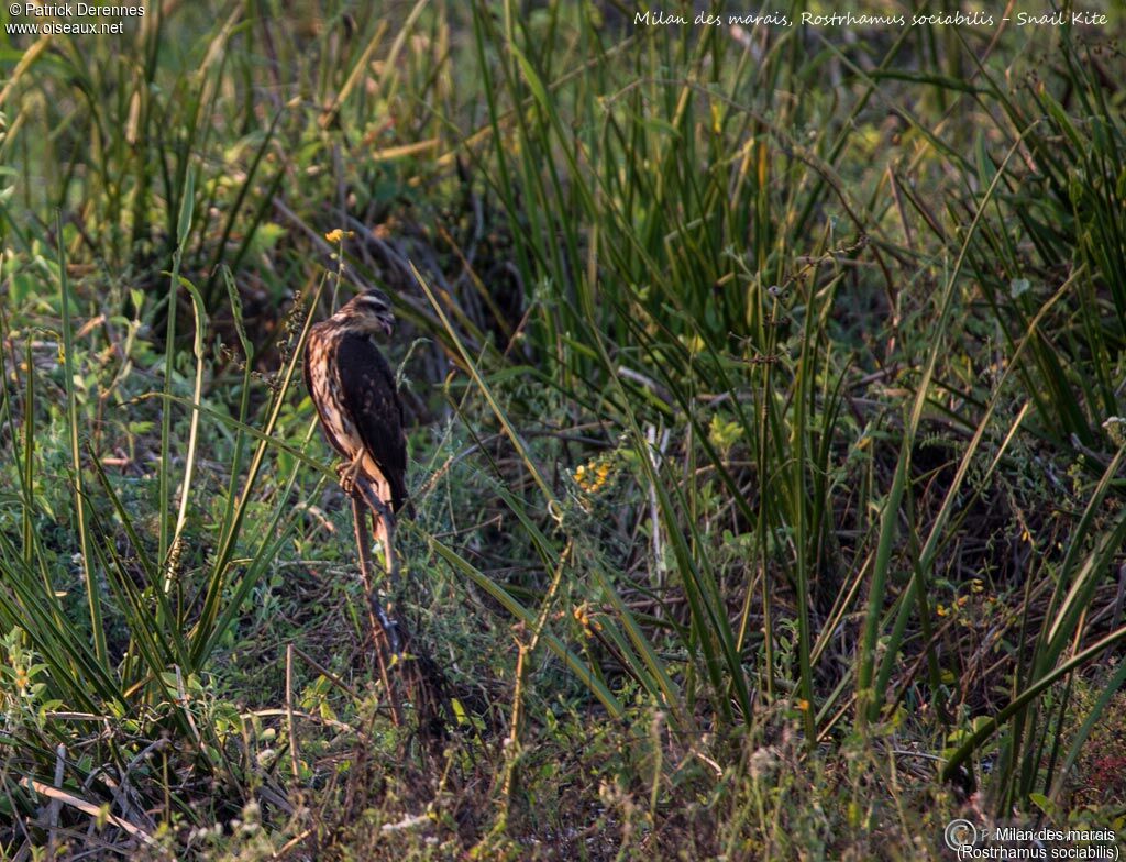 Milan des marais, identification, habitat