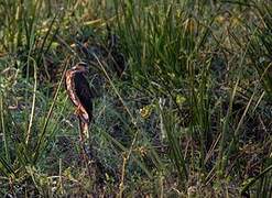 Snail Kite