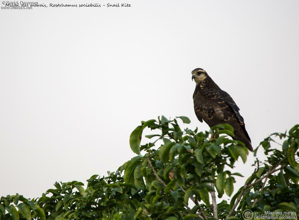 Snail Kite, identification