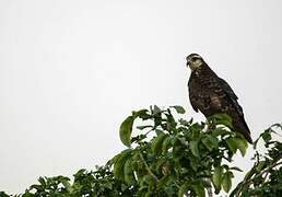 Snail Kite