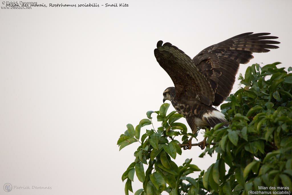 Snail Kite, identification, aspect