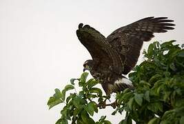 Snail Kite