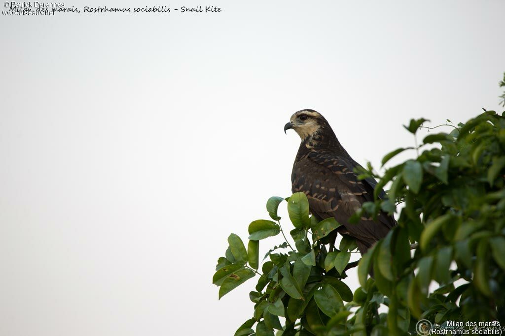 Snail Kite, identification