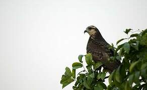 Snail Kite