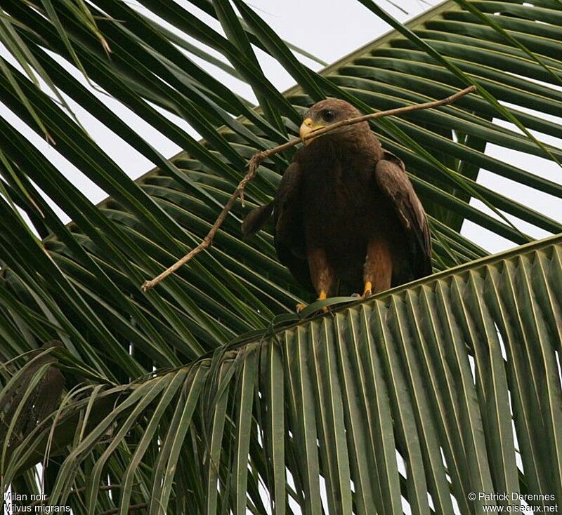 Black Kite