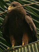 Black Kite