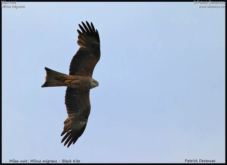 Black Kite, Flight