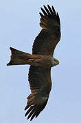 Black Kite