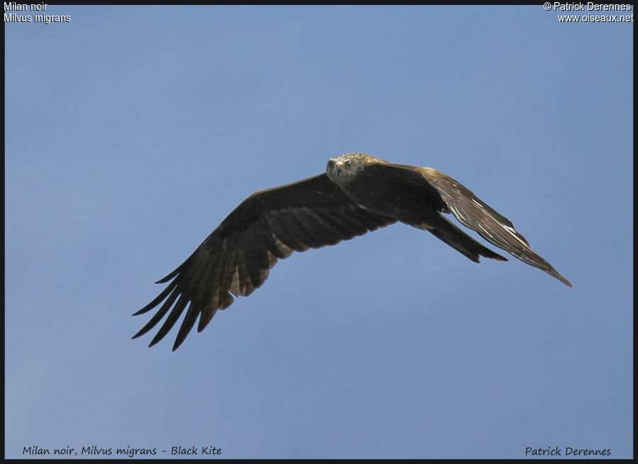 Black Kite, Flight