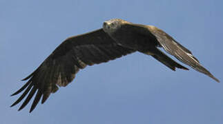 Black Kite