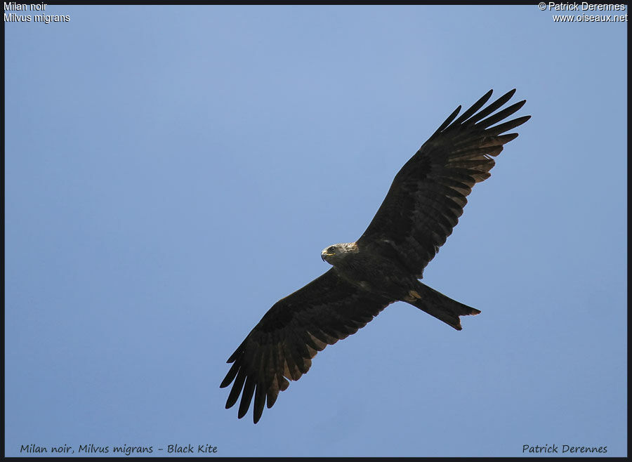 Black Kite