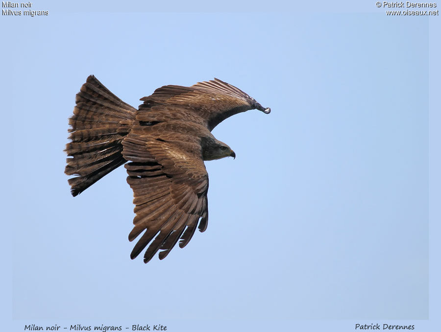 Black Kite, Flight