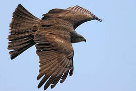 Black Kite