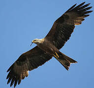 Black Kite