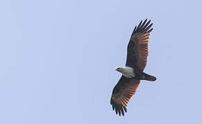 Brahminy Kite